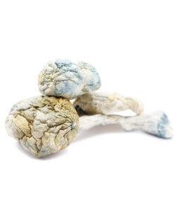 Alien Bubbles Magic Mushrooms