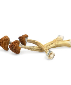 Big Mex Magic Mushroom