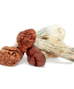 Blue Meanie Magic Mushroom for sale