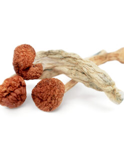 Cambodian Magic Mushroom For sale