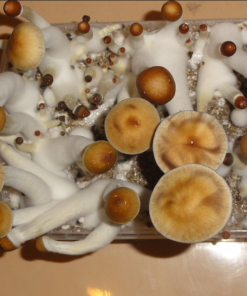 Golden Teacher Mushroom