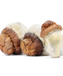 Code Blue Magic Mushroom for sale