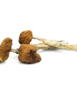 Daddy Long Legs Magic Mushroom for sale