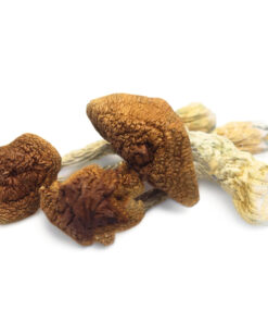 Golden Teachers Magic Mushroom