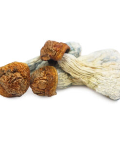 Gold Member Magic Mushroom for sale 