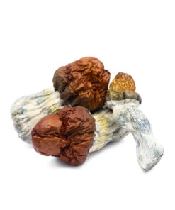 Texas Yellow Cap Magic Mushroom