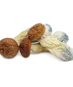 Penis Envy Mushroom For Sale