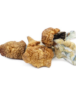 Koh Samui Magic Mushroom