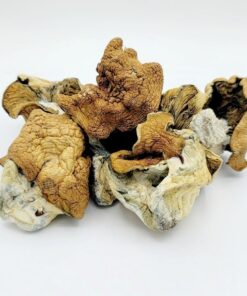 King Kong Magic Mushroom