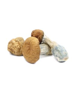 Makilla Gorilla Magic Mushroom