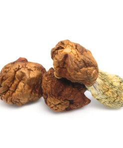 Penis Envy Dino Eggs Magic Mushroom