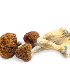 Vietnamese Magic Mushroom