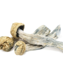 Yeti Magic Mushrooms