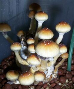 Golden Teacher Mushroom