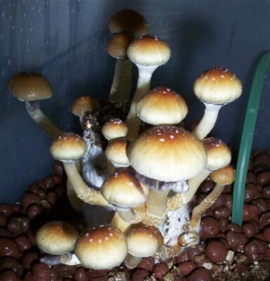 Golden Teacher Mushroom