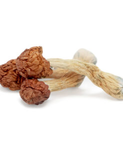 Melmac Penis Envy Magic Mushroom